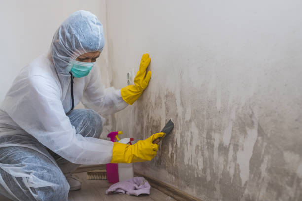 Forensic Mold Investigation in East Rochester, NY